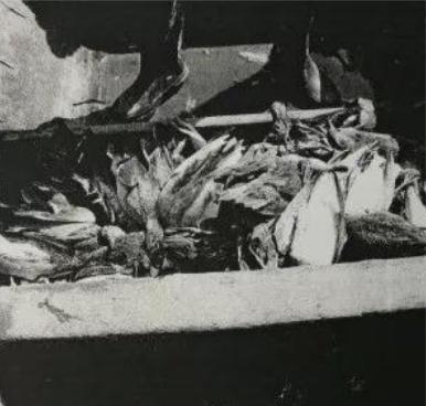 两男子为吃野鸭毒死260只珍稀鸟类 被判刑赔钱