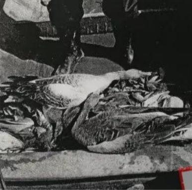 两男子为吃野鸭毒死260只珍稀鸟类 被判刑赔钱