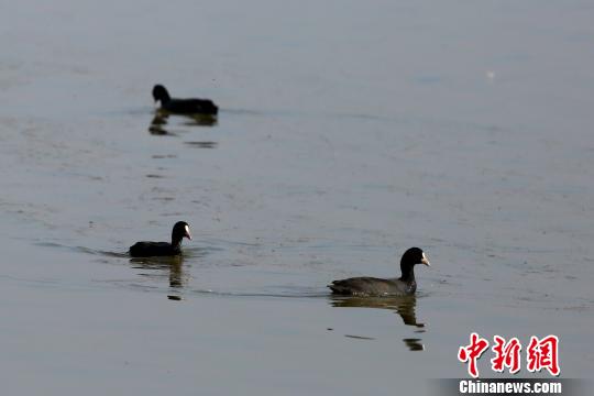 湖北宜昌统筹系统推进水环境治理 呵护长江水资源