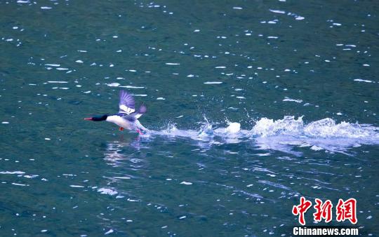 优良生态引来“鸟中大熊猫” 浙江多地出现中华秋沙鸭