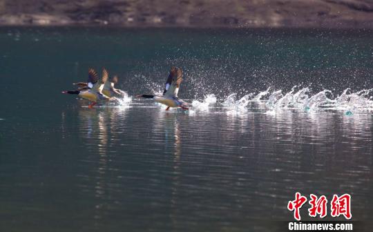 优良生态引来“鸟中大熊猫” 浙江多地出现中华秋沙鸭