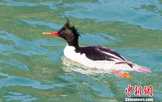 优良生态引来“鸟中大熊猫” 浙江多地出现中华秋沙鸭