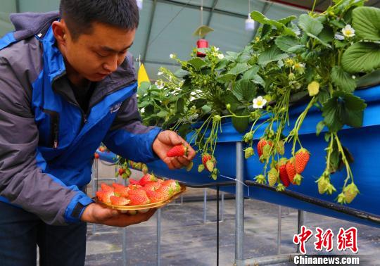 河西走廊戈壁滩无土栽培：科技撑起“小草莓大产业”