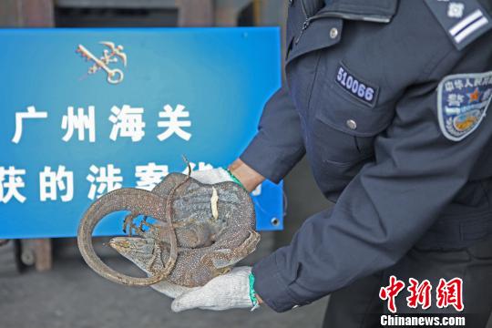 广州海关查获走私冷冻穿山甲和蛤蚧