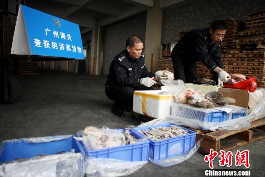 广州海关查获走私冷冻穿山甲和蛤蚧