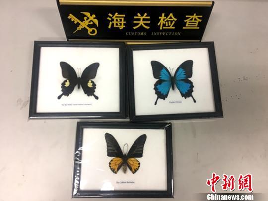 常州首次查获濒危蝴蝶标本