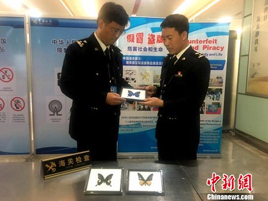 常州首次查获濒危蝴蝶标本