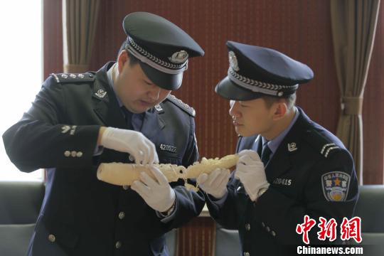 青岛、济南海关严查濒危物种走私