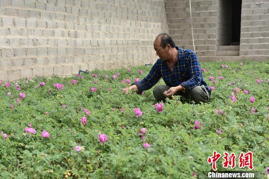 33万株欧洲花灌木绽放甘肃瓜州戈壁荒滩