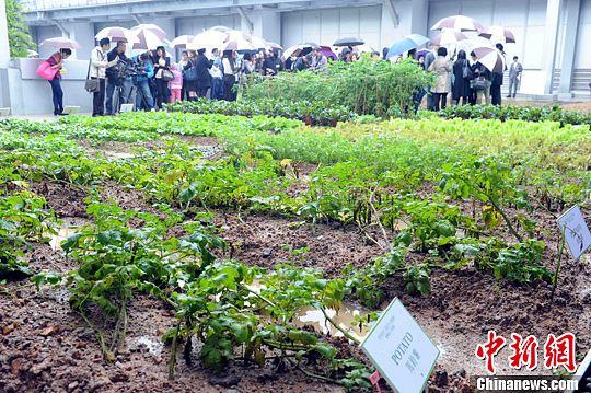 调查：香港60个蔬菜样本均不含重金属