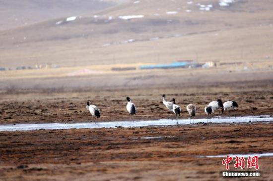 青海以系列保护工程守卫“生态高地”