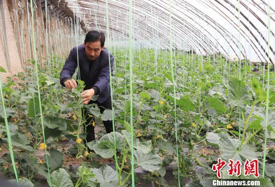 甘肃庆阳农户黄土塬搭棚浇筑绿色“致富梦”