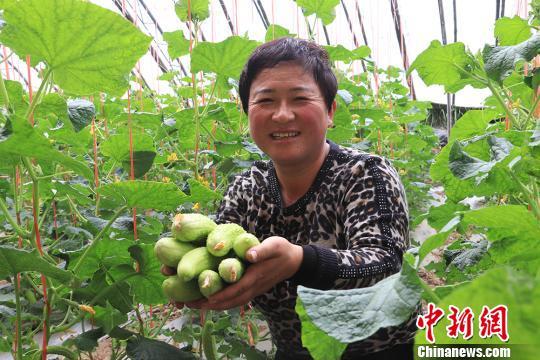 甘肃庆阳农户黄土塬搭棚浇筑绿色“致富梦”